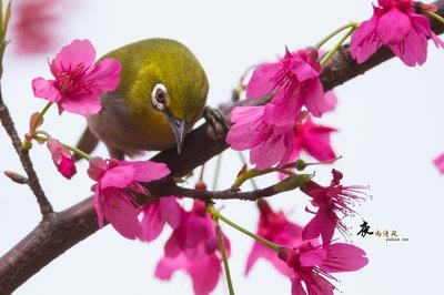 【霍玉明作品专辑】《大侠歌》